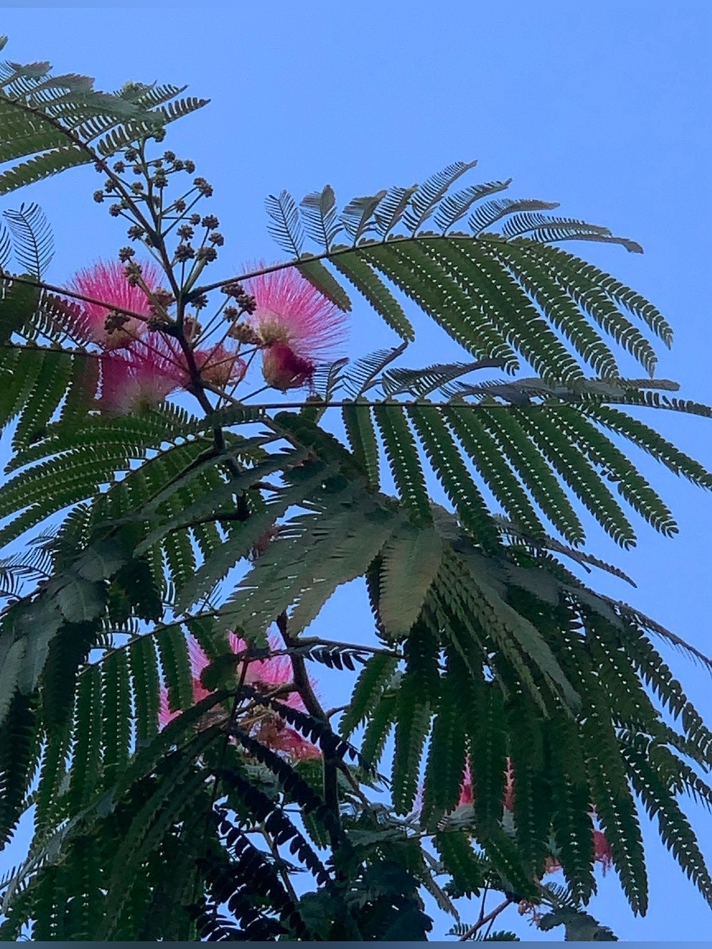 Mimosa Tree seeds, Harvested  with care. 1 pack of 16 seeds. $10